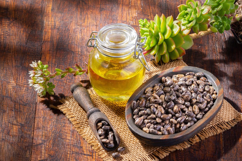 Fresh castor oil and seeds