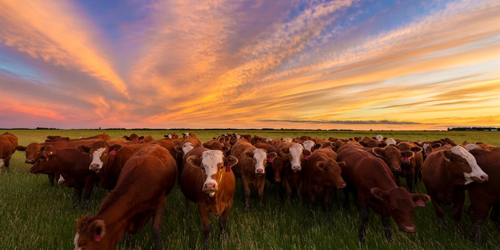 grass-fed cattle