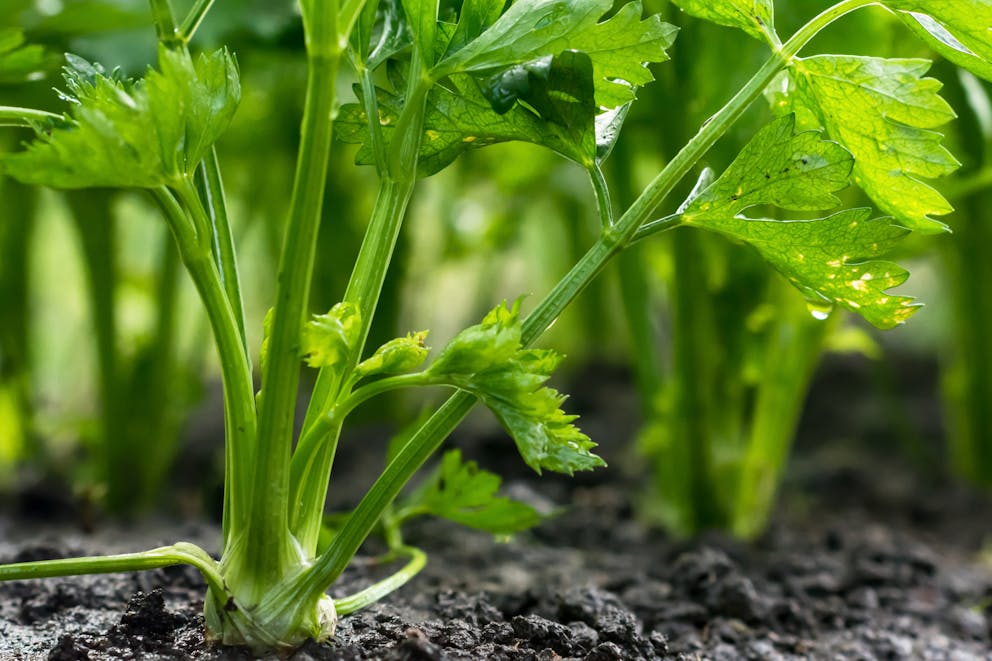 A growing celery plant