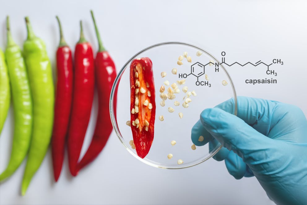 capsaicin hot peppers under a microscope