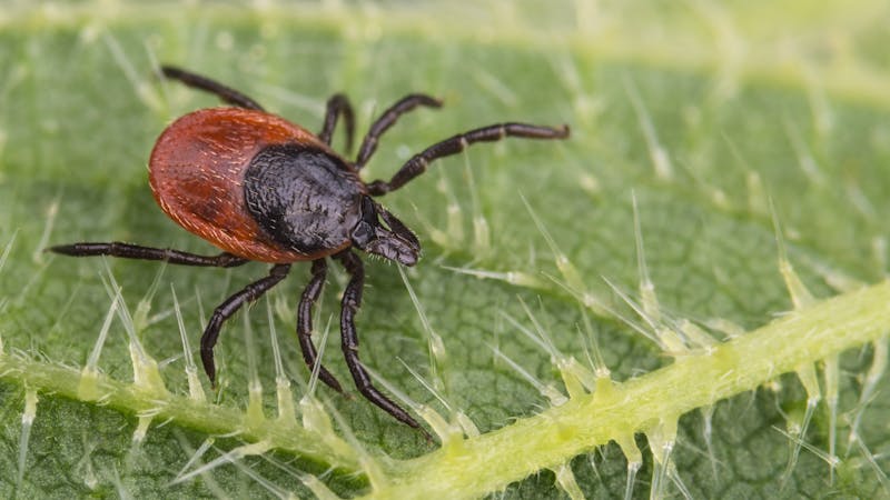 Do Chickens Eat Ticks?—Chickens and Lyme Disease | Dr. Berg