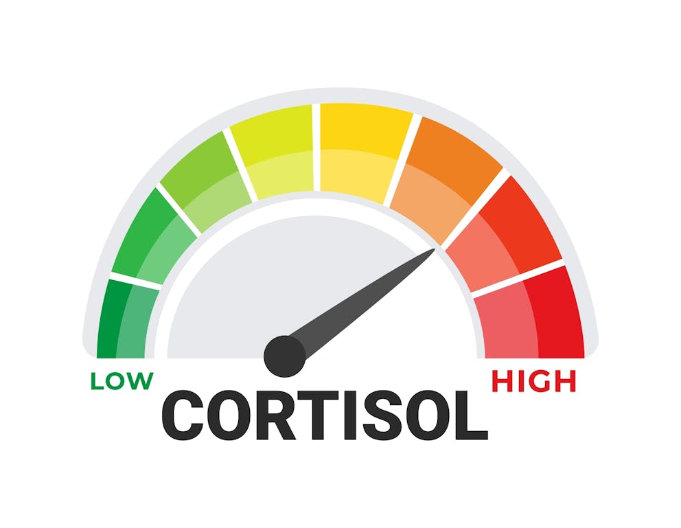 Cortisol illustration