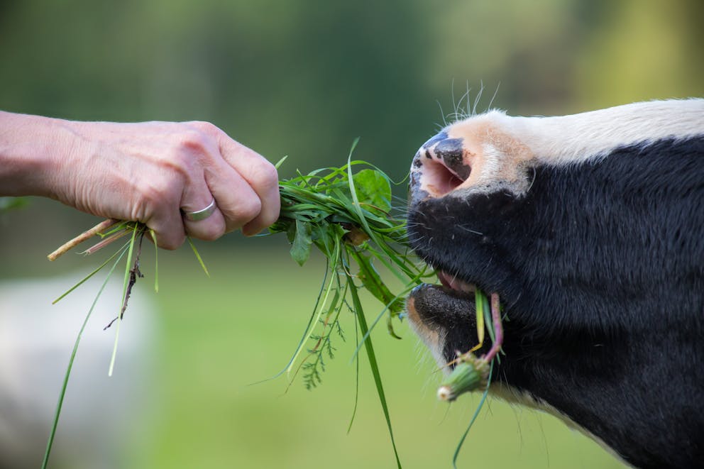 Cow eating grass