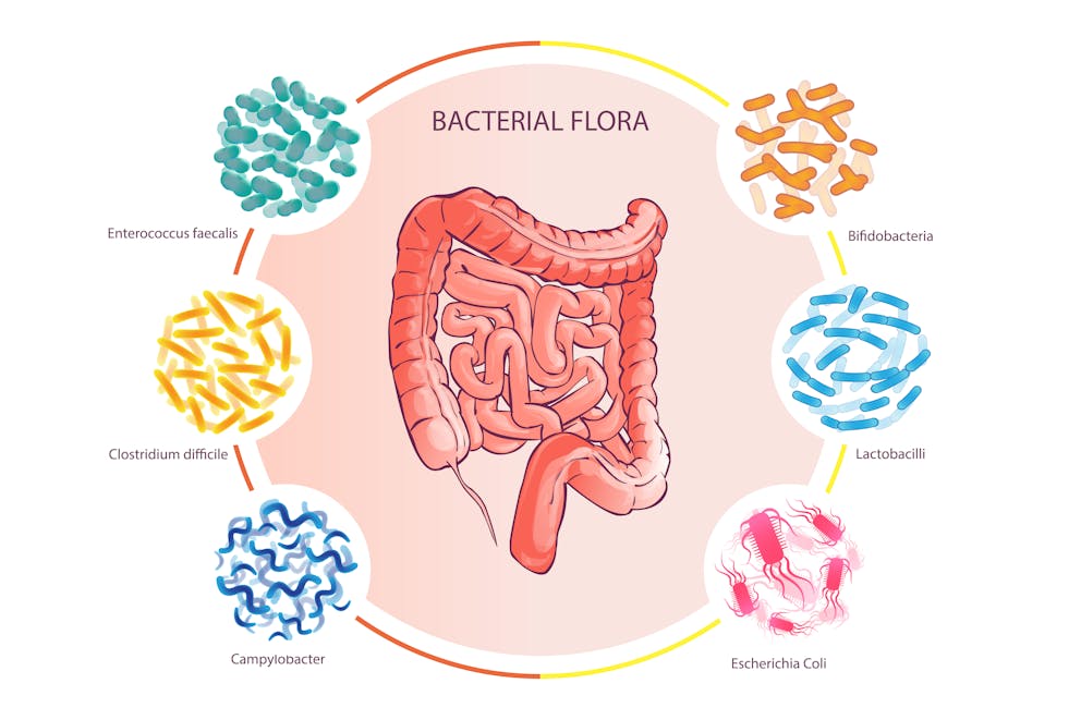 Human microflora illustration