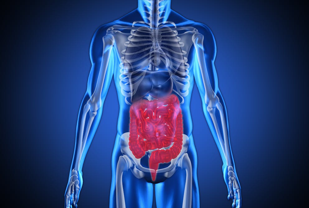 Human digestive system model