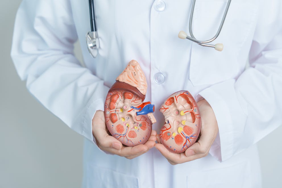 Kidney adrenal model