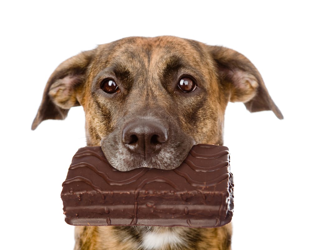 Dog with chocolate in the mouth
