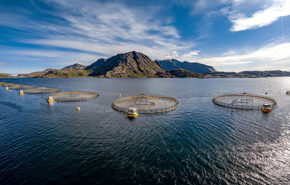 Atlantic salmon fish farming