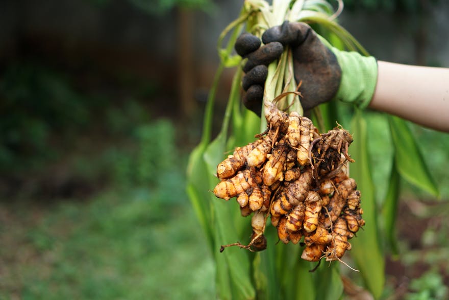Fresh Turmeric Uses How to Use Turmeric Root at Home