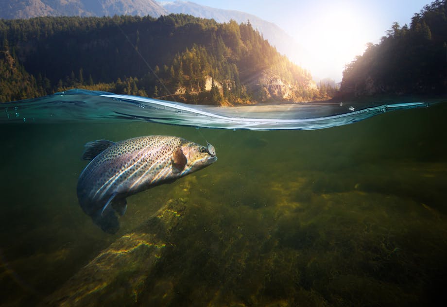 Wild-caught salmon