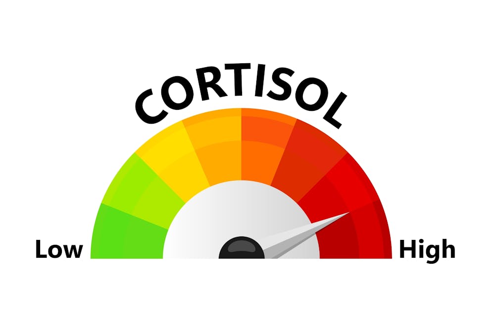 Cortisol chart illustration