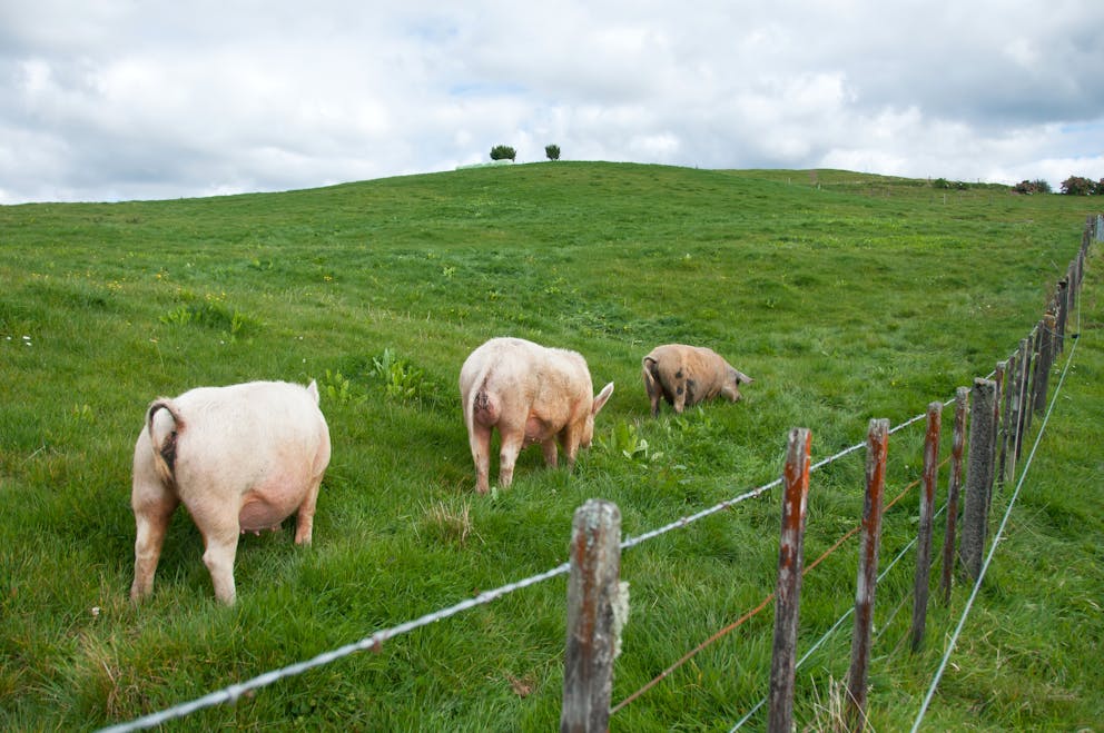 Pasture-raised pigs in a field