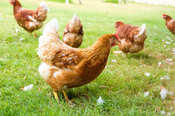 health-benefits-of-pasture-raised-meat-and-eggs-optimal-brain