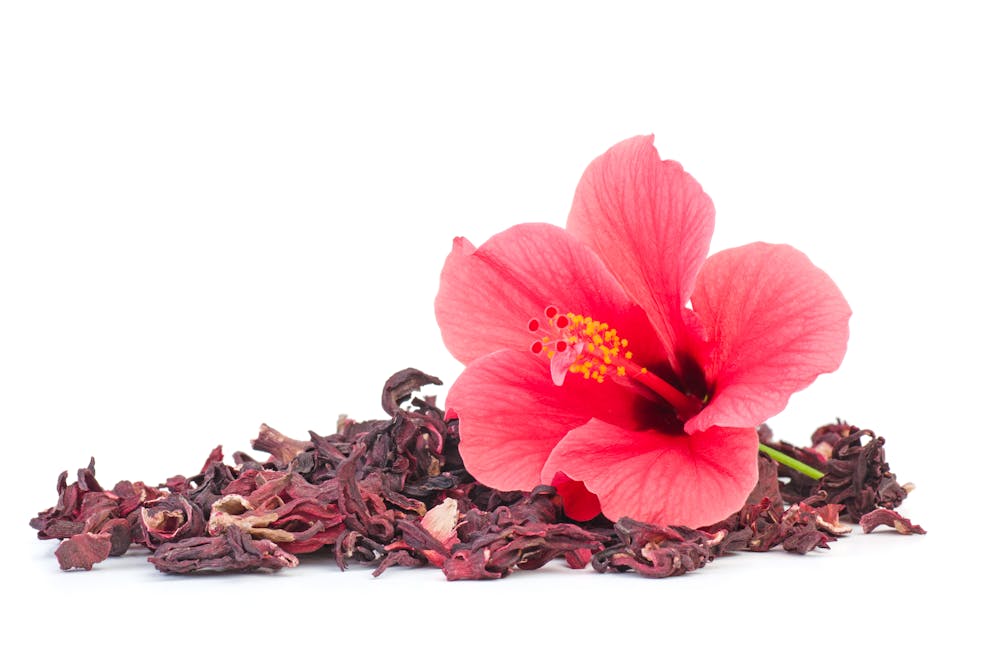 Fresh and dried hibiscus flower