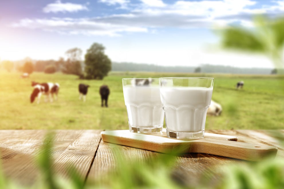 Organic pasture-raised milk dairy