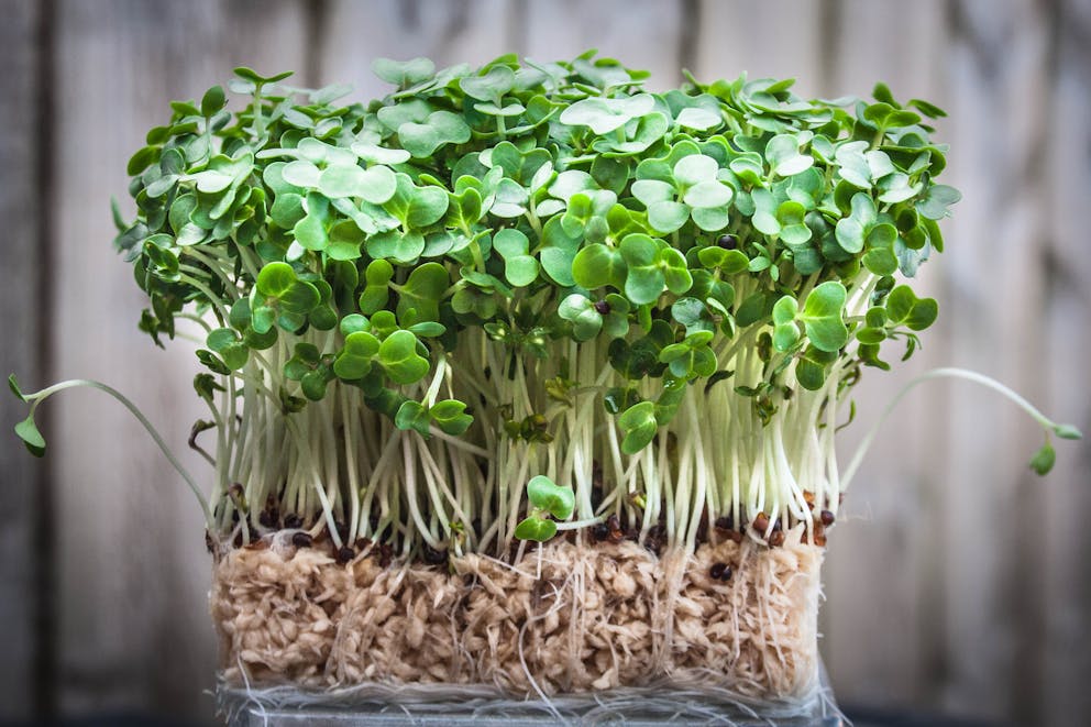 Fresh watercress bundle