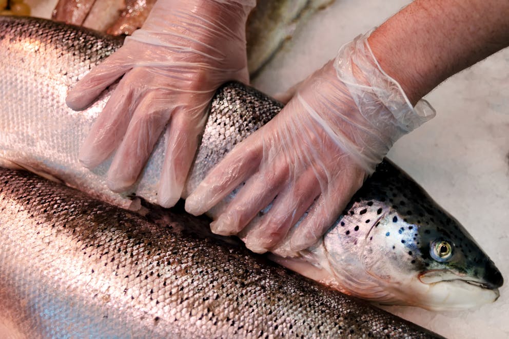 Selecting fresh fish