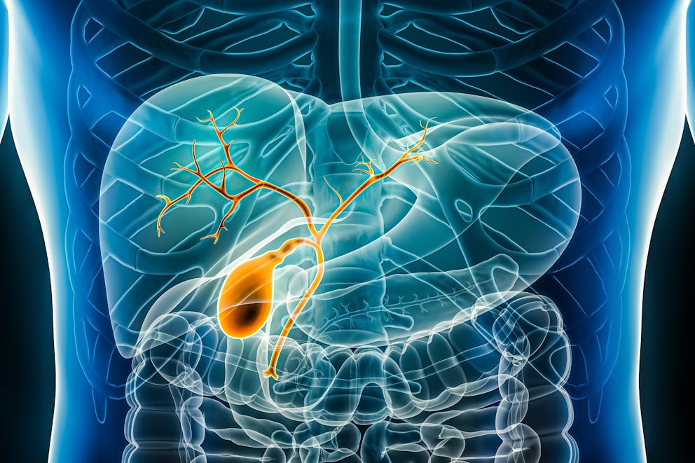 Gallbladder illustration