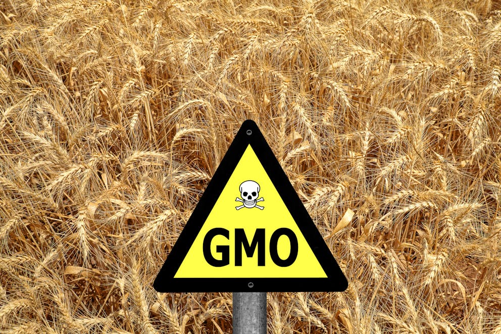 GMO sign in a wheat field