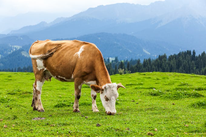 pasture-raised grass-fed cow