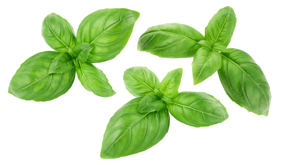 Isolated basil leaves