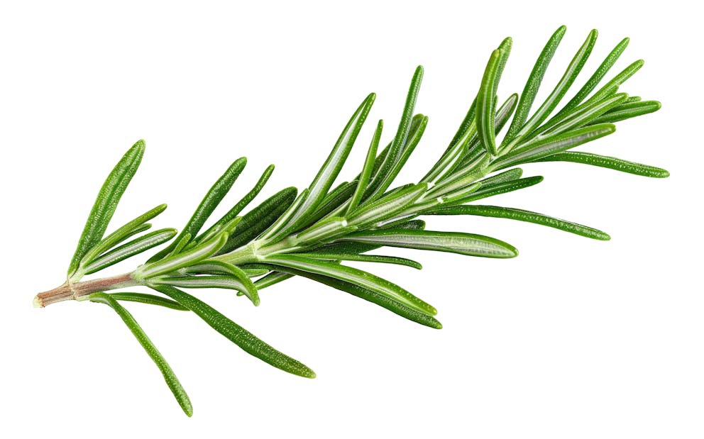 Rosemary sprig