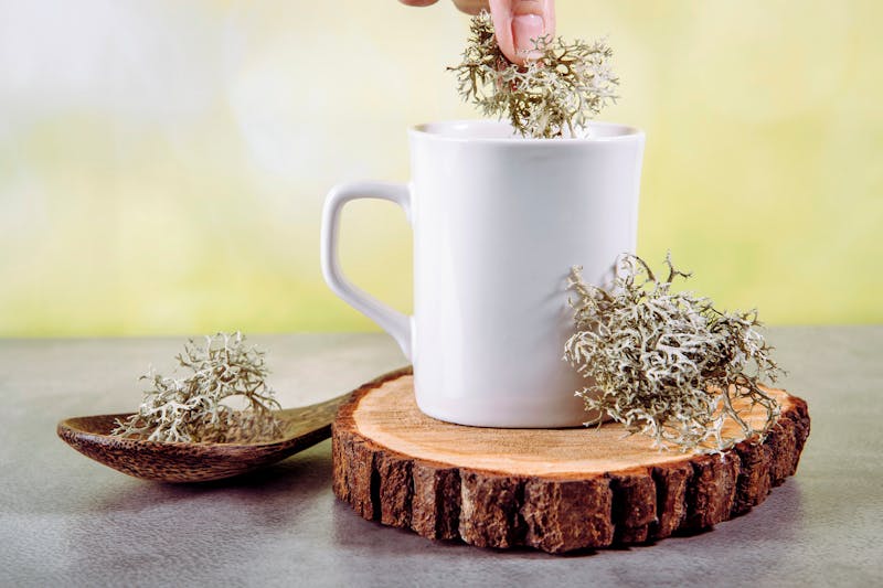 Usnea Lichen Health Benefits and Side Effects | Dr. Berg