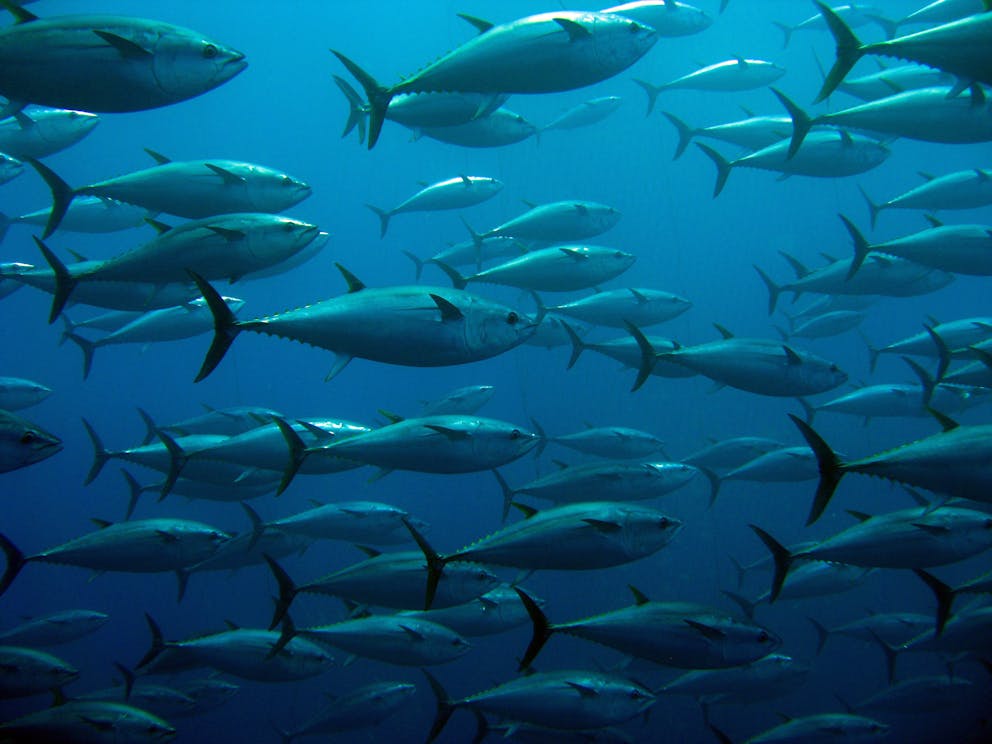 Albacore tuna swimming