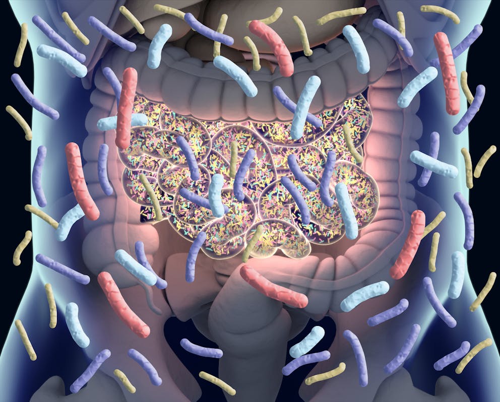 Gut bacteria, gut flora, microbiome. Bacteria inside the small intestine