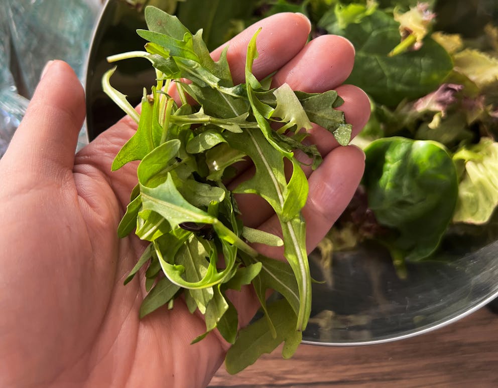 a handful of arugula