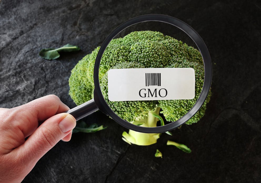 Magnifying glass inspecting GMO broccoli