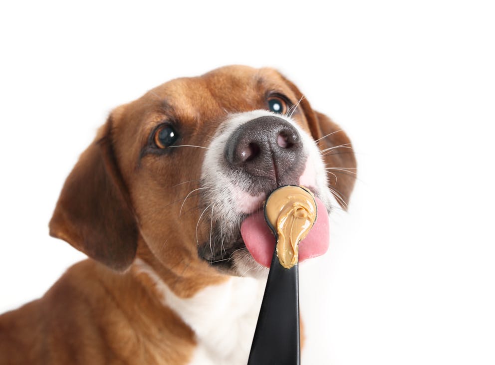 Dog eating peanut butter