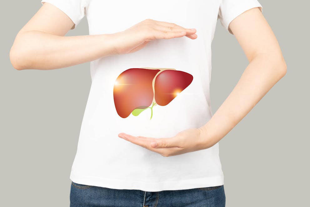 Human gallbladder illustration