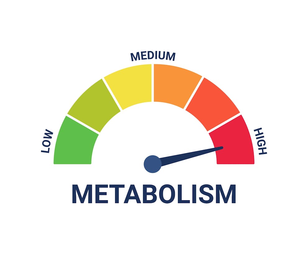 Metabolism illustration