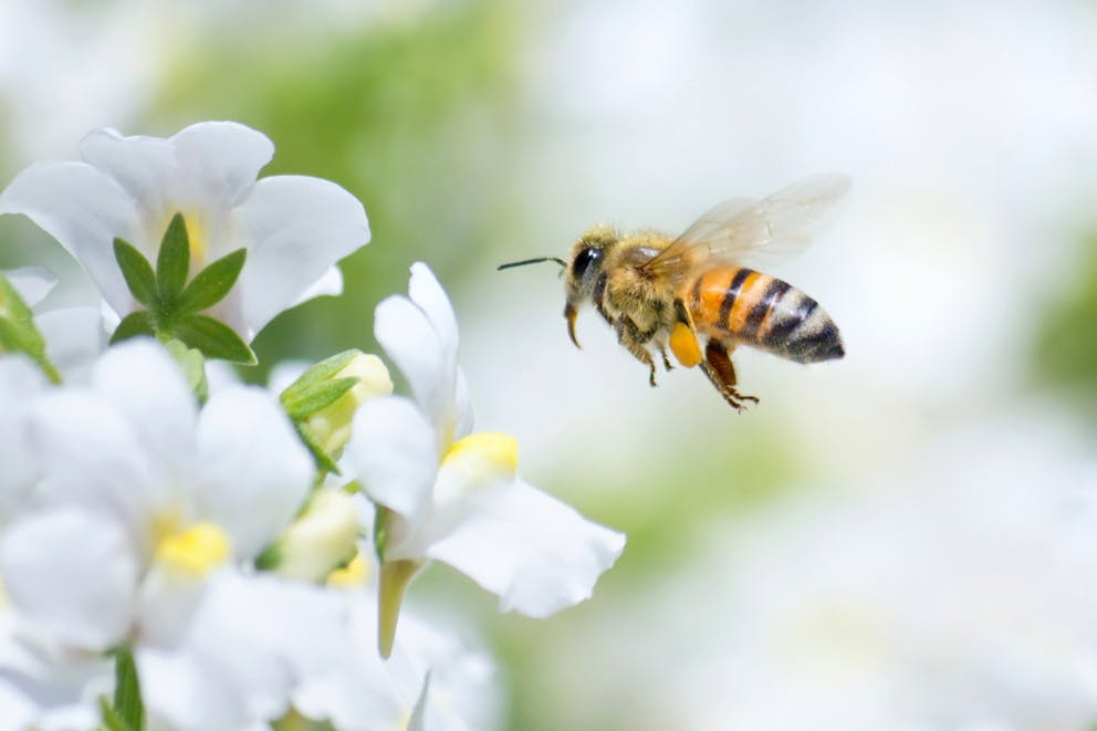 A worker bee carrying pollen
