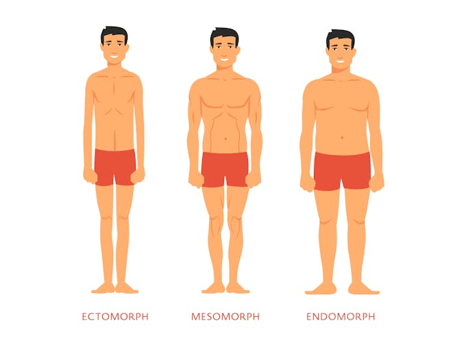 ectomorph body types