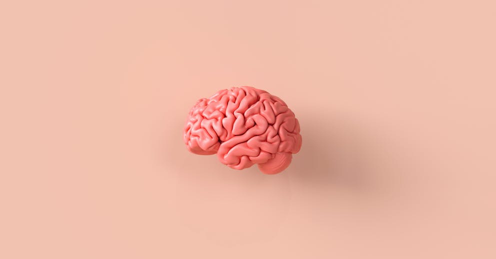 healthy brain model