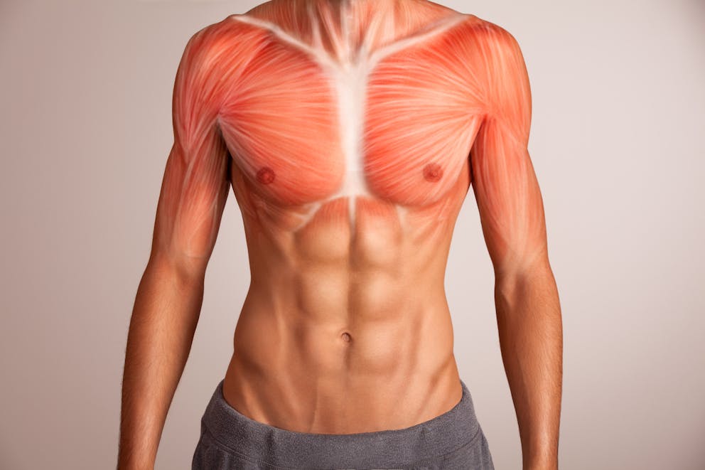 Human chest muscle