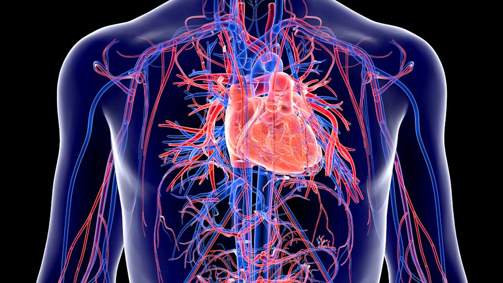 Human circulatory system illustration