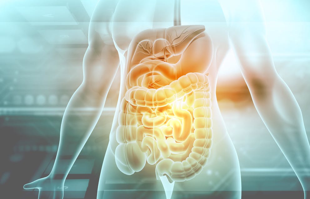 Human digestive system illustration