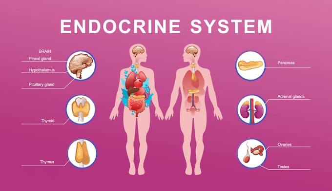 Endocrine system