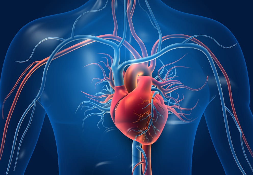 Cardiovascular system illustration