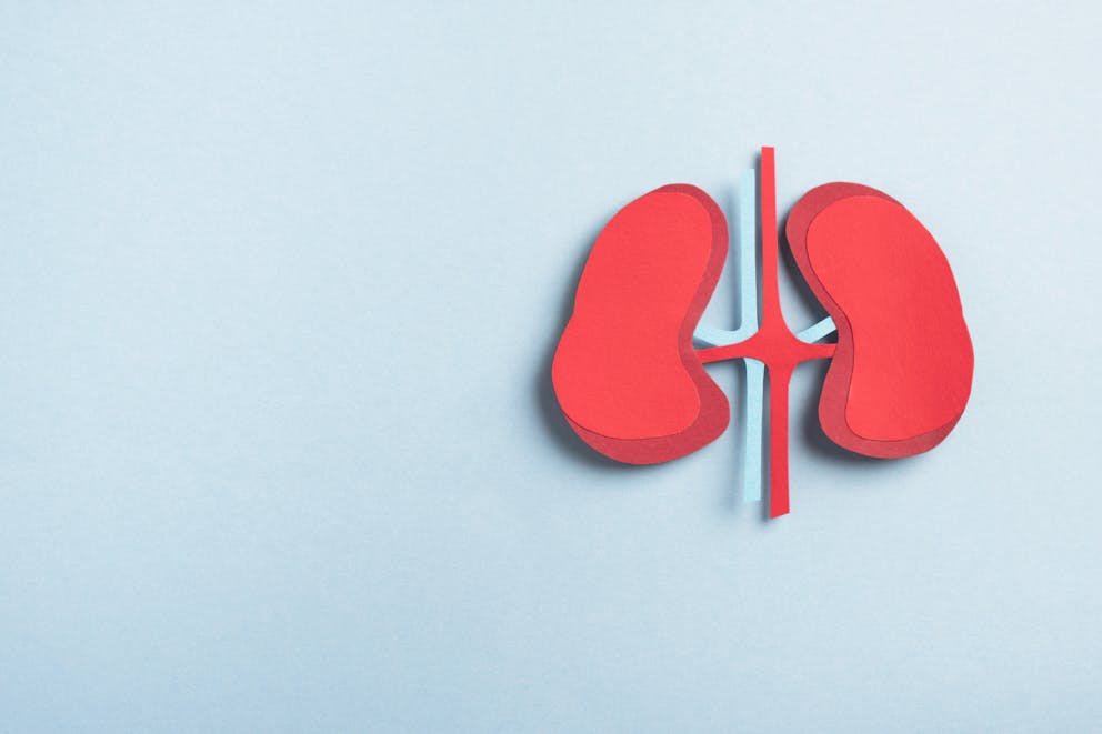 Kidneys paper model