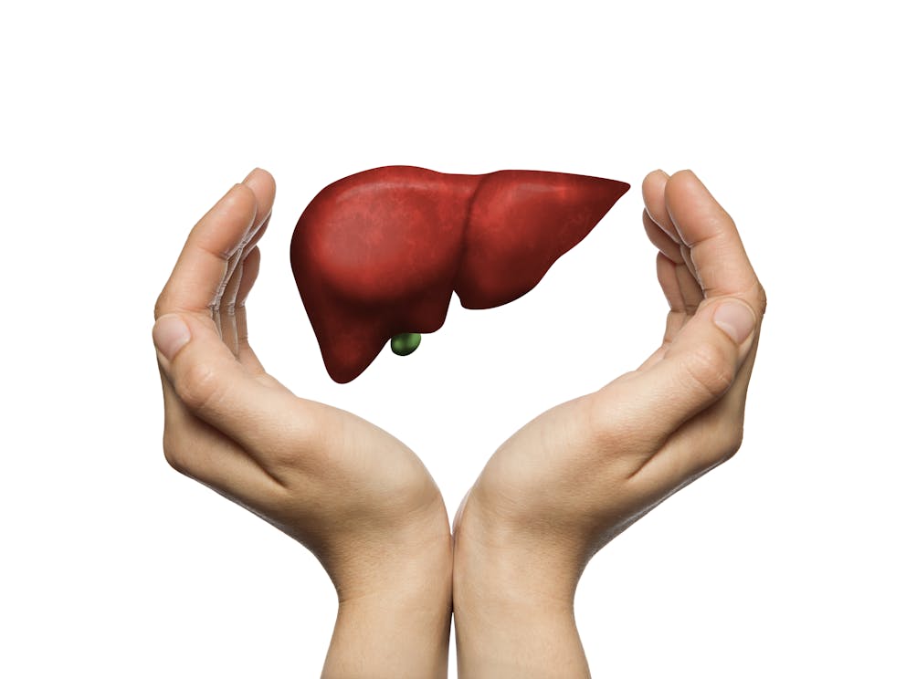 Human liver between two hands