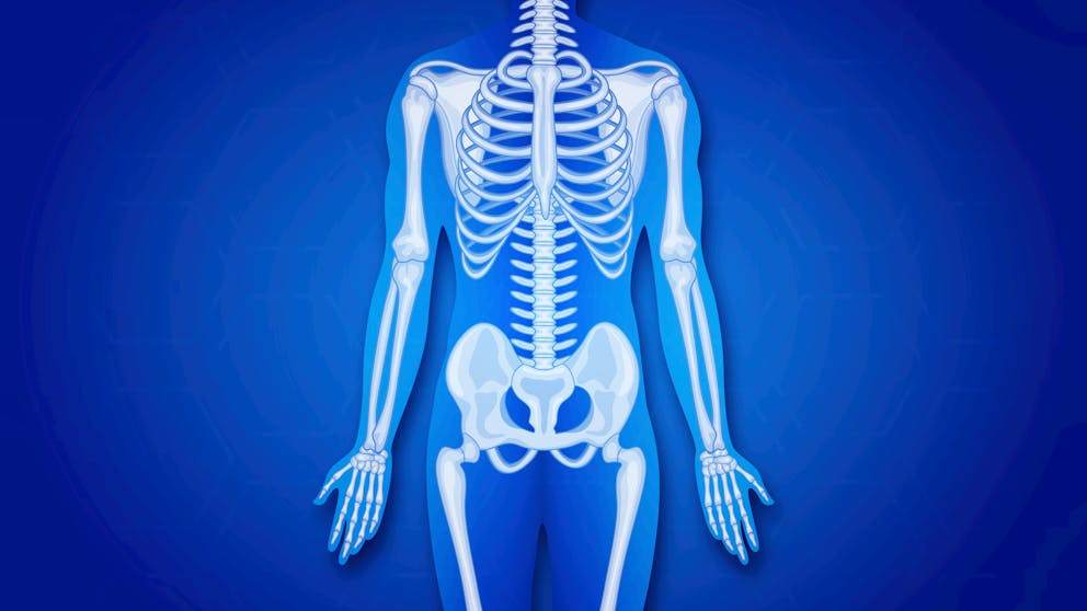 Skeletal system 3D rendering