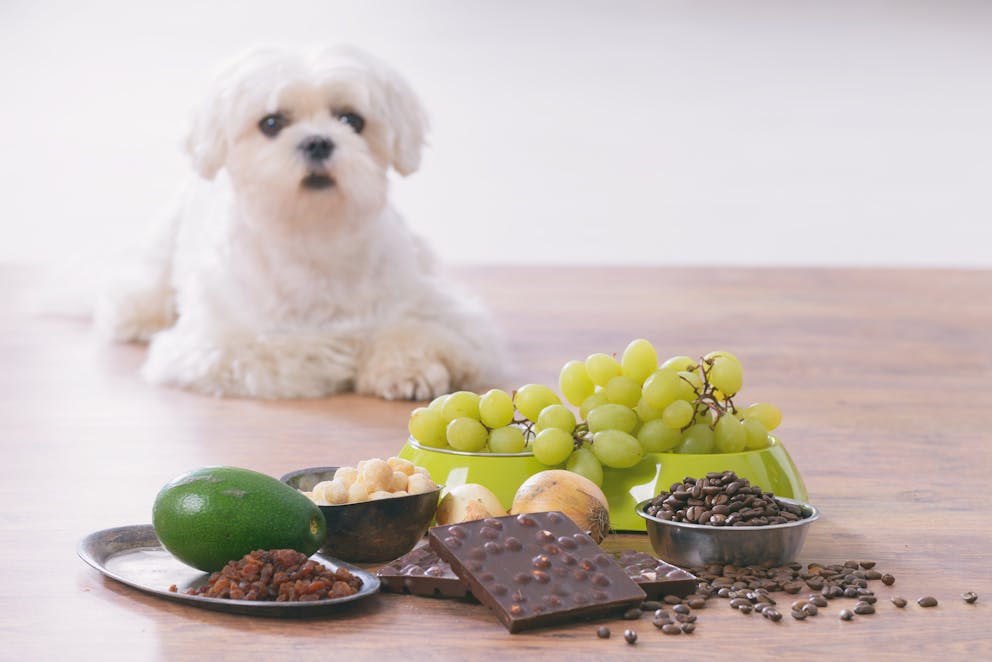 Dog with avocado, chocolate, grapes, and onions