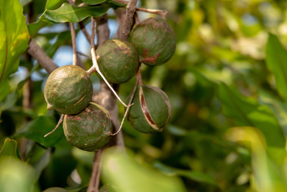 Macadamia nuts on tree