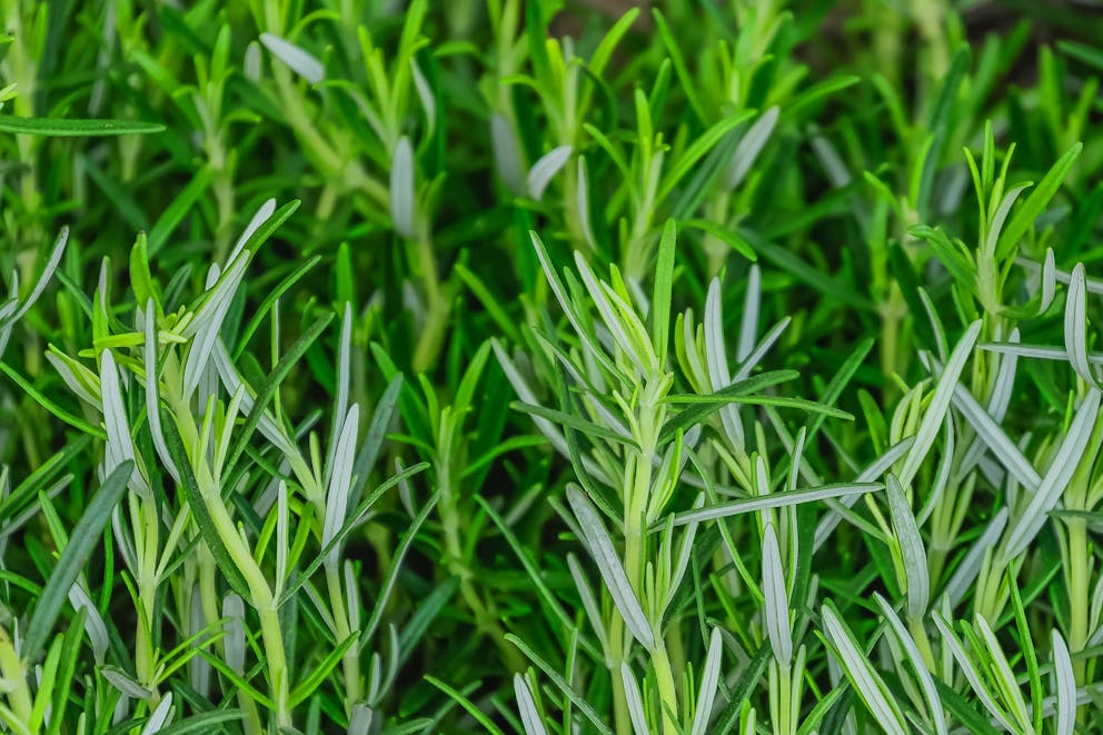 Rosemary growing in the garden