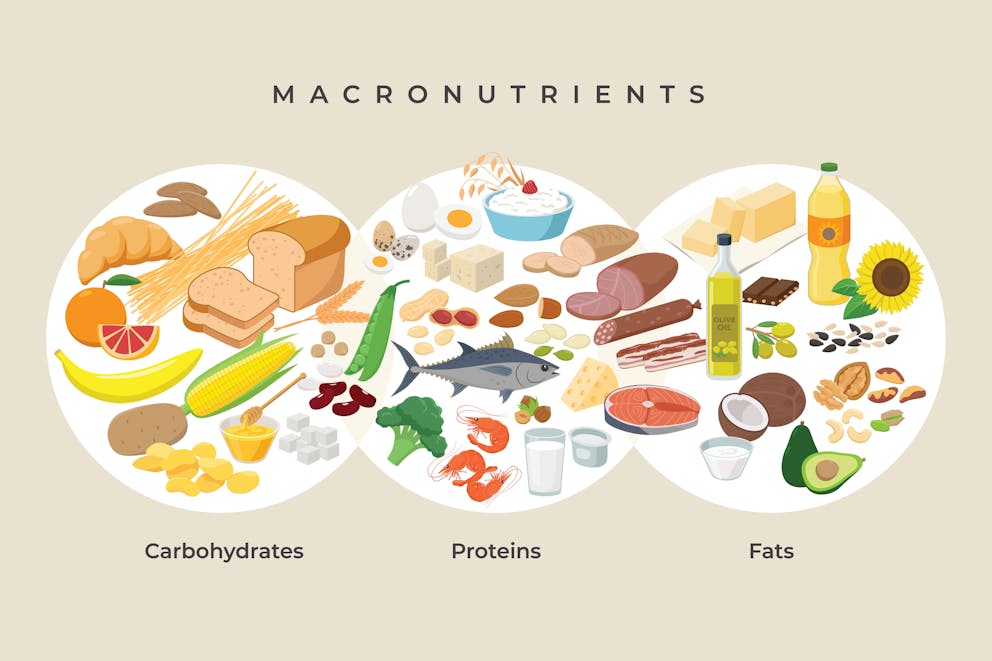 Macronutrient illustration