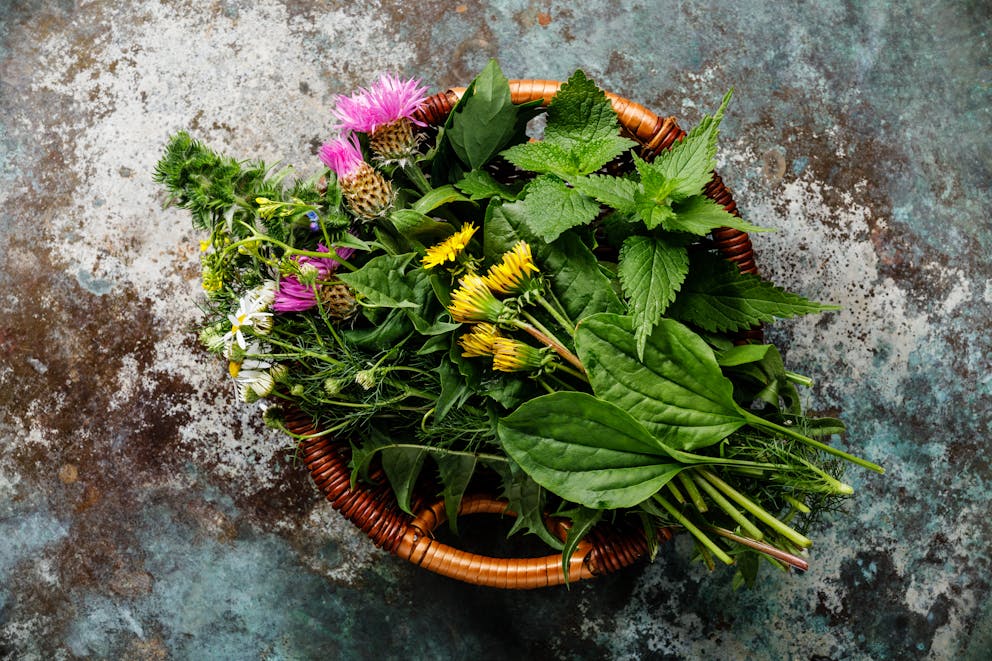 Medicinal herbs in a basket